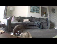 Dog camera catches greyhound tearing up dog bed and owner yells