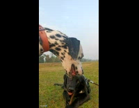 Collab PubityPets - Black Pet dog chews stick and then another dog steals it