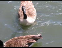 Loud goose swim neck straight pond fountain
