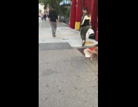 Brown dog carries orange traffic cone barks