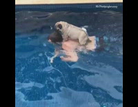 Pug Rides Swimming Owner Across Pool