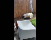 White dog digs pebbles in the yard