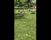 Flock of goose and ducks on grass