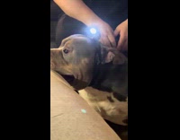 Dog with light on head