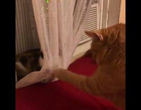 Cat hits cat behind sheer white curtain 