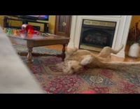 Brown dog lay rub self on carpet