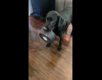 Dog carries bowl near the chicken bones