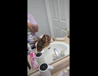 Woman show pet dog in the bathroom