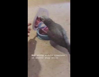 Grey bird looks at reflection heart mirror 