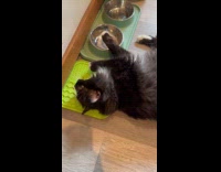 Cat lay on catnip distracted by automatic feeder
