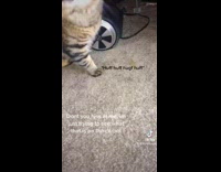 Collab BitchMP - Cat standing next to pee puddle on carpet acting weird