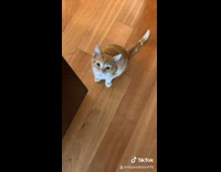Cat sleeps on couch and runs around