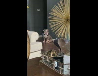 Dog pit bull photo shoot inside house decorations