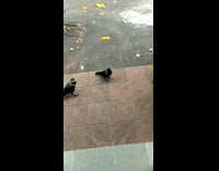 Crows Catch Chips Midair One after Another