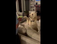 Collab Clips MPUGC - Dog distracting dad on reading report card