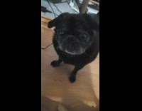 Black pug growls after being called cute