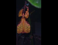 Brown leaf insect wiggle climb on branch