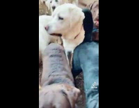 Collab BitchMP - Opening door to a bunch of happy dogs looking back 