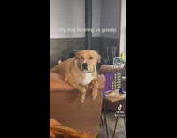 Brown dog on edge of couch looking at family 