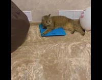 Cat lays blue scale when bell rings 