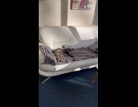 Collab PLC - Cat Rests on Couch then Looks at Person Approach