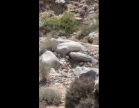Submitter films herd of rare bighorn sheep
