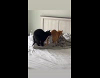 Cats biting and kneading on blanket