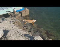 Wild Iguana escapes and swims fast