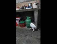 White cat under table hits brown puppy 