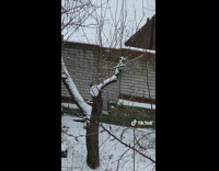 Cat runs across snow covered yard home 