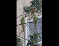 Two parakeet birds pecks beak on tree