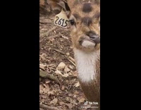Deer with deformed mouth nose face 2615 tag on ear