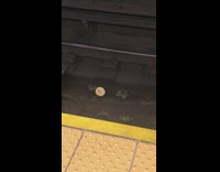 Two rats fight over a hamburger bun on subway train tracks and get run over by train
