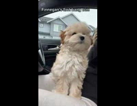 Dog Sits Still on Ladys Lap in Car
