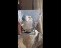 Collab Clips mpugc - Dog in cone and suit hates it