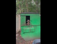 Collab Clips mpugc - Raccoon hiding inside of green dumpster behind door