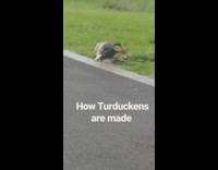 NSFW How Turduckens Are Made