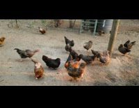 Girl feed bread to flock of chicken