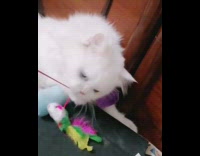 White cat purple bowtie plays stick toy 