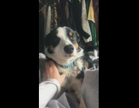 Dog blue collar wags tail hits clothes 