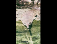 Alligator on side of water with small thin nose 