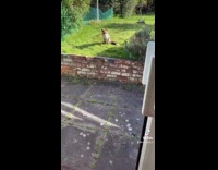 Girl feeds fox in backyard food