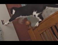 Sneaky cat turns off ceiling fan switch