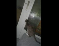 Cat on couch jumps metal door handle