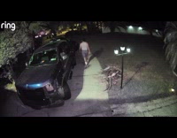 Guy jump scream after cat run by