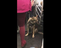 Police K9 dog sits on subway train and leaves with officer