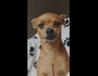 Small brown chihuahua pet dog always smiling