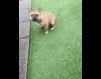 Frenchie wont let owner record its butt on grass keeps running away