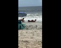 Black bikini girl lays on stomach beach