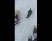 Lady Walks with its Dog and Pigeon on Snow